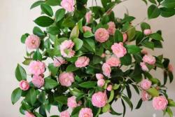 茶花的養殖方法和注意事項